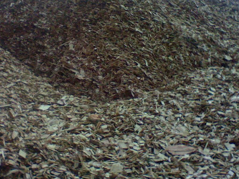 softwood