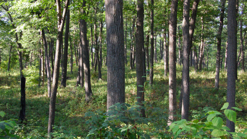 Oak Oak